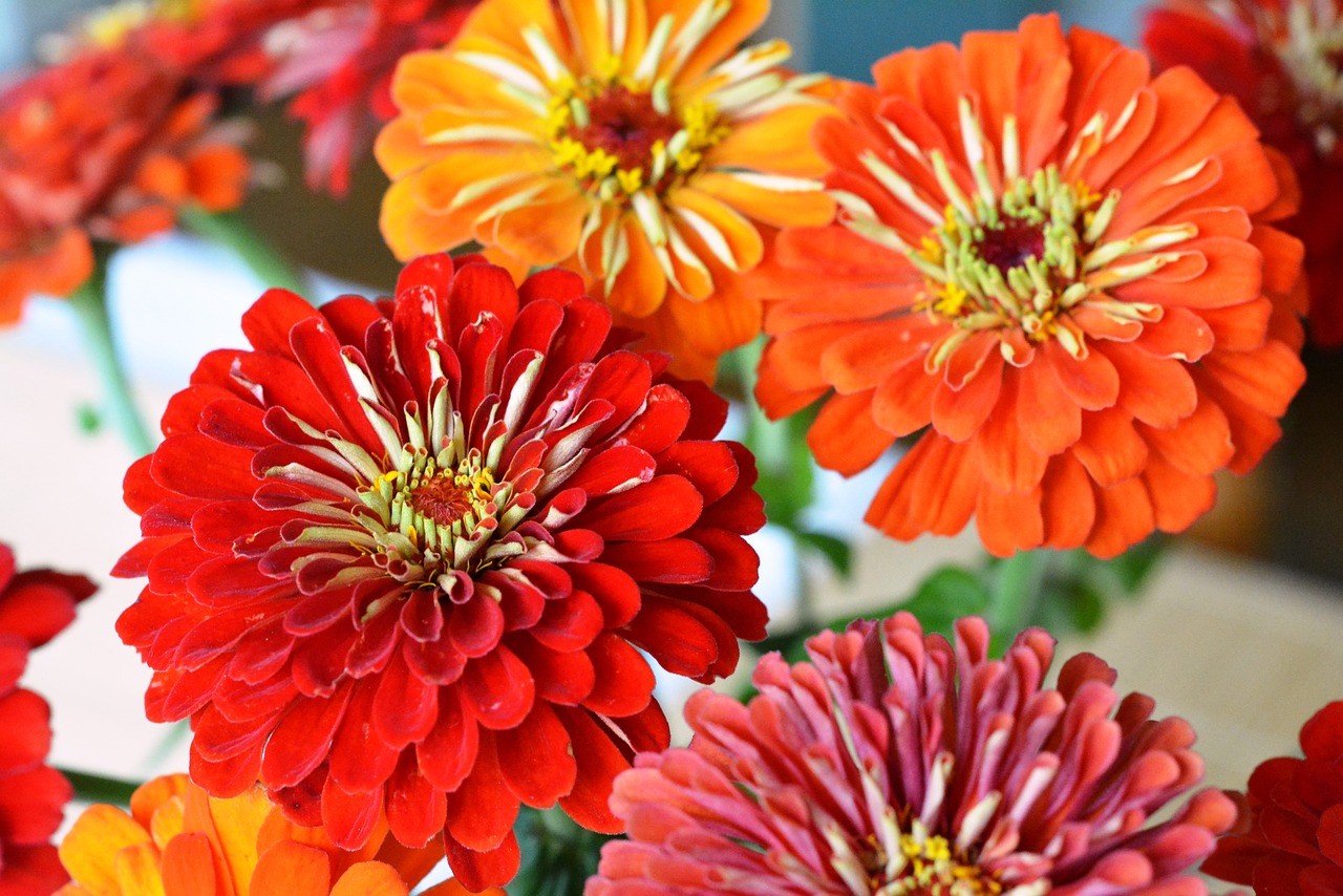 Dahlia Flowered Zinnia Mix, Elegans, Mixed Colors, Easy to Grow, FREE SHIPPING