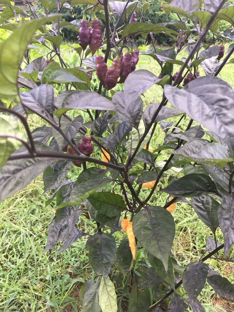 15 PINK TIGER PEPPER SEED ULTRA RARE HOT– GHOST PEPPER – PIMENTA DO NAYDE CROSS