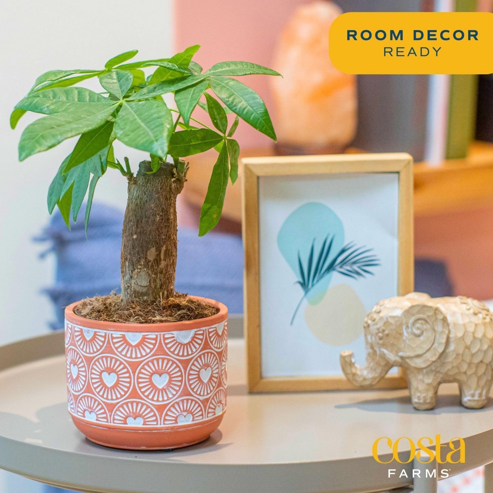 Live Money Tree Plant – 10″ Pachira Aquatica Bonsai, Pet-Friendly Indoor Decor,