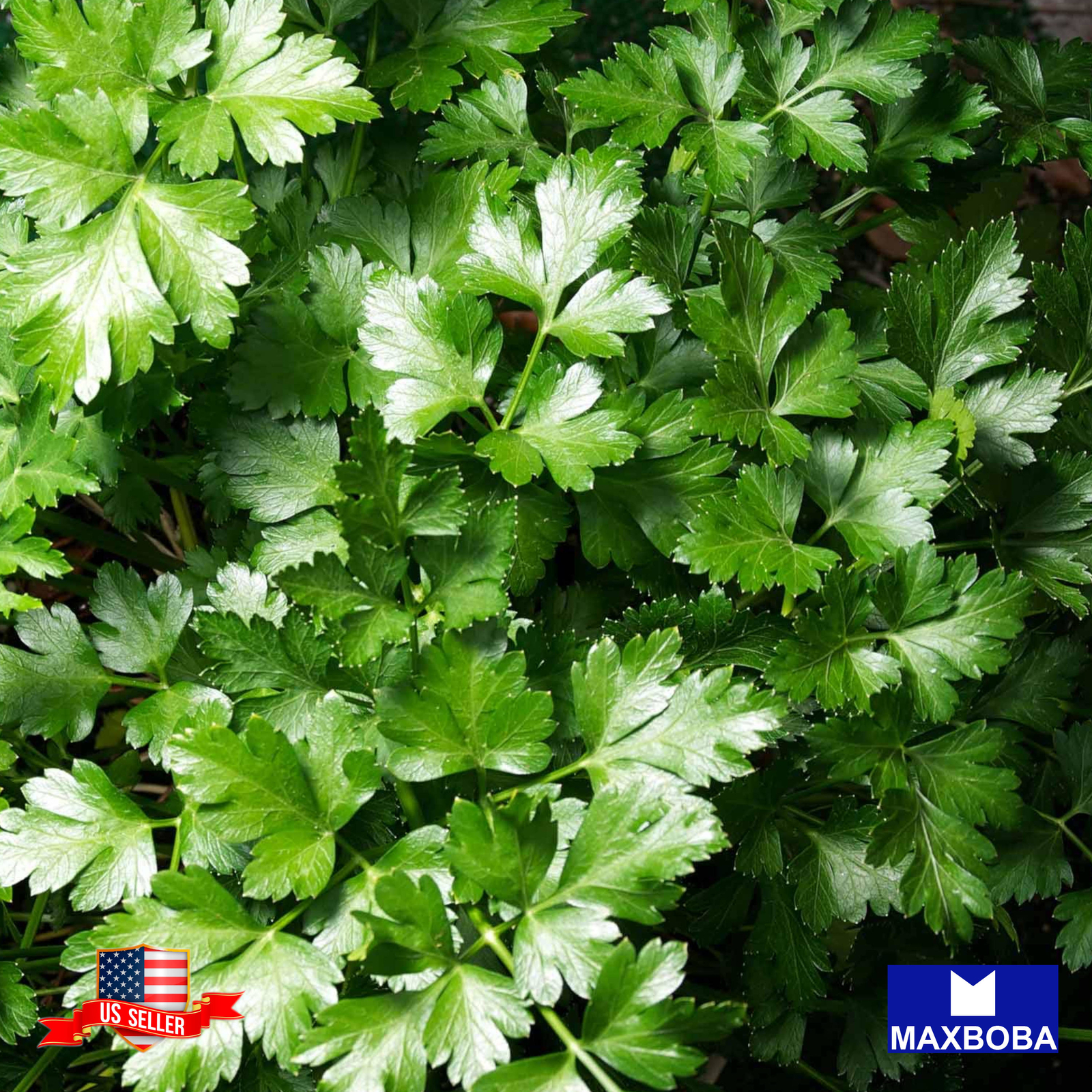 Parsley Seeds Dark Green Italian Flat-leaf Microgreens Heirloom Non-GMO