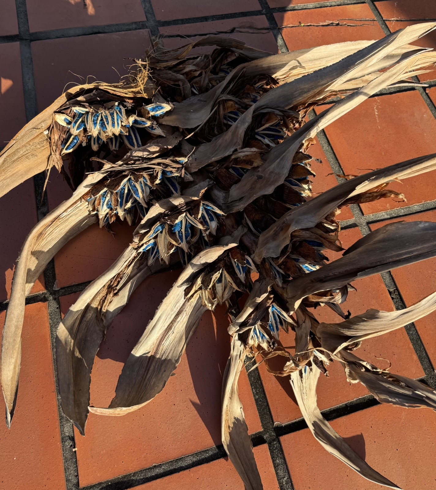 50 Fresh Traveler’s Palm Seeds