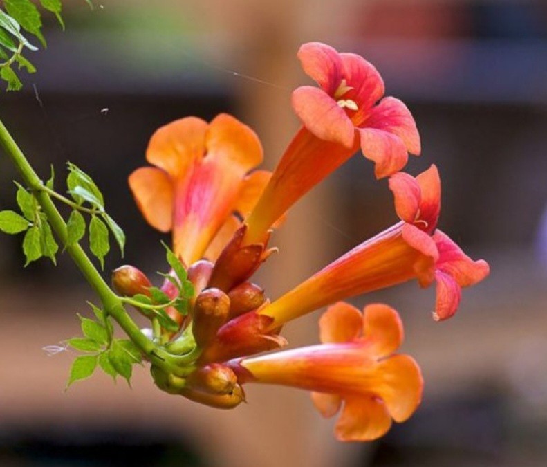 Flame Red Natural Trumpet Vine Bare Root Live Plant 1+ Foot All Natural