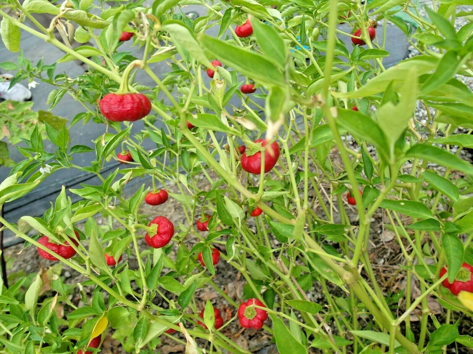 100+PIMENTO Sweet PEPPER Seeds Organic Summer Vegetable Garden Container Easy