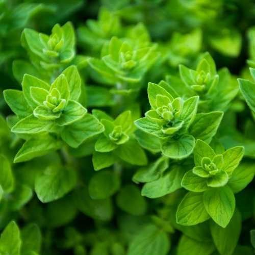 Common Oregano Seeds Heirloom Non-GMO Free Shipping