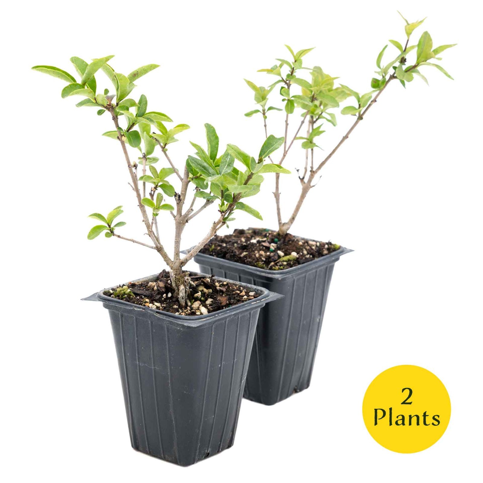 2 Lodense Privet Plants in 3.5″ Cubes, Compact Dwarf Evergreen Shrub (Ligustrum)