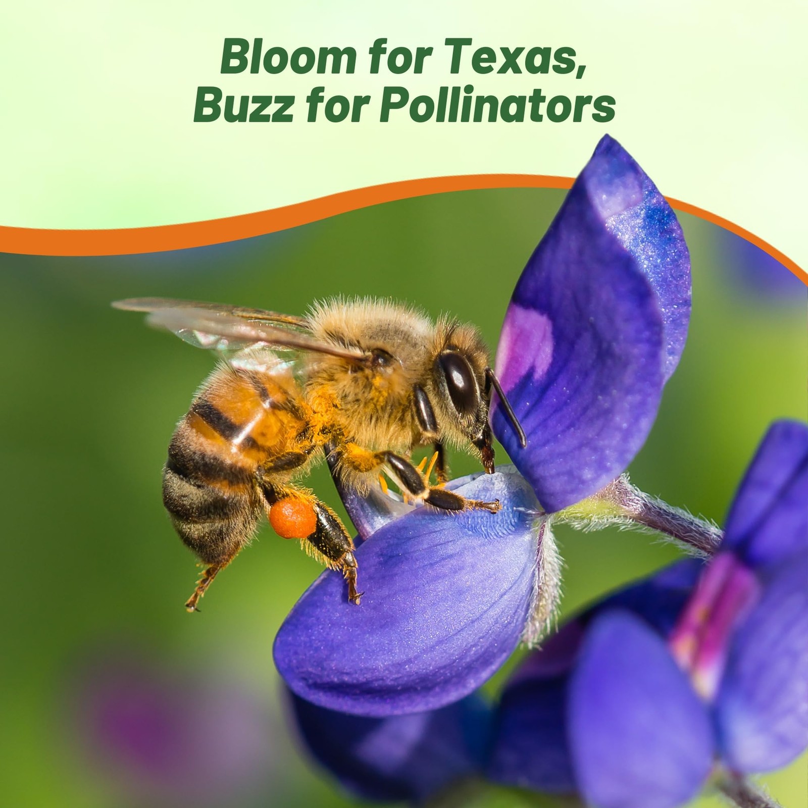 Outsidepride Texas Bluebonnet Seeds – 500 Pcs Annual Lupinus 0.04 lb., Blue