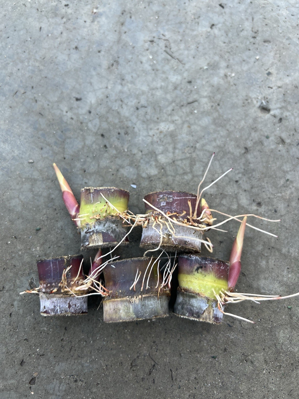 5pcs Dark Purple Green Sugarcane Cutting Sweet Juicy Ready To Plant