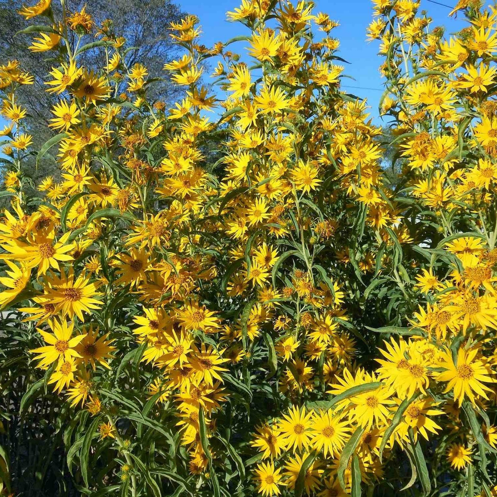 MAXIMILIAN’S SUNFLOWER Helianthus Maximiliani 50 SEEDS
