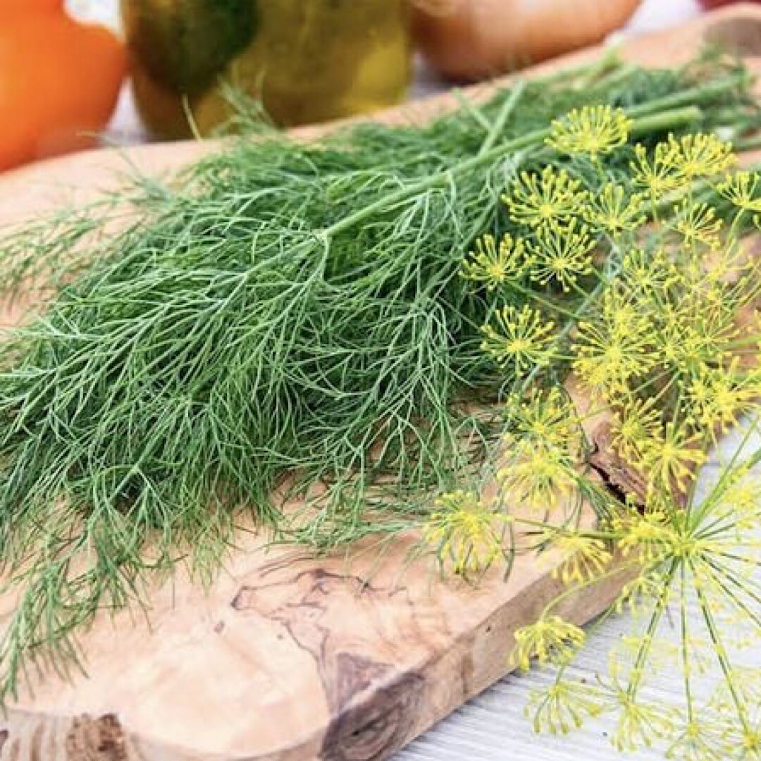 500+ Dukat Dill Seeds | Heirloom – Non-GMO | Free Shipping – USA