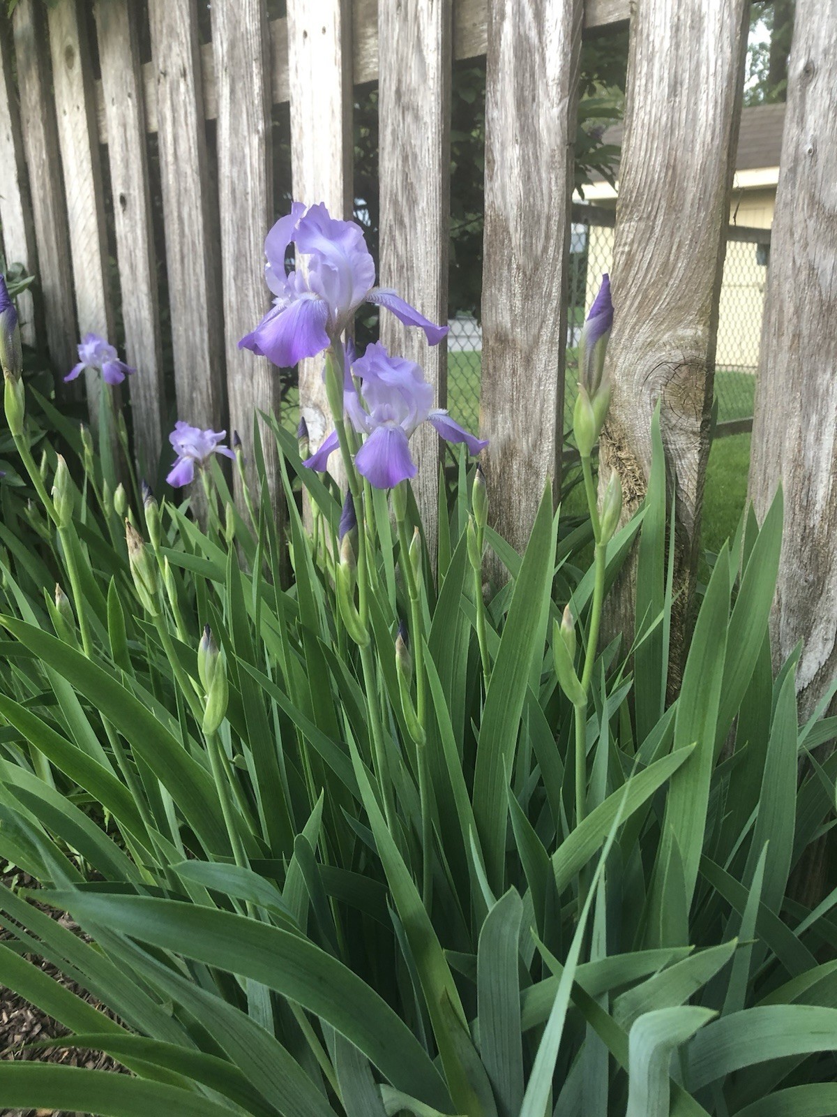 Four Purple Border Iris Rhizome Perennial
