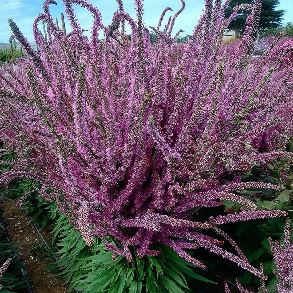Pink Pokers Statice 50 Seeds | Limonium Suworowii