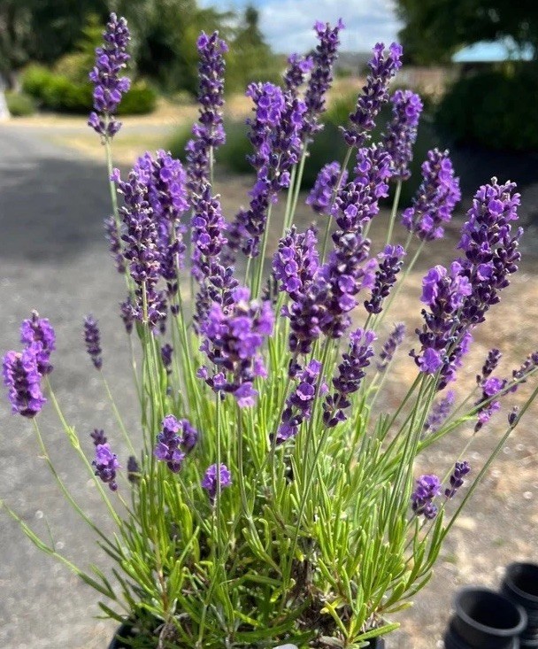 Royal Velvet English Lavender Plant | 4″ Pot | Farm-Grown Sequim WA | 10 pack