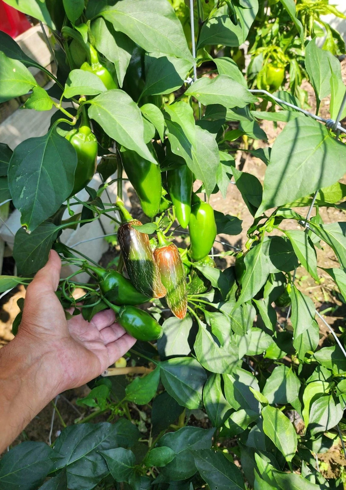 100+ Mammoth Jalapeno Hot Pepper Seeds —– Organic —- NON GMO