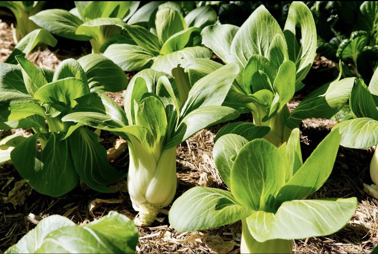 10 Packet Filipino | Asian SEEDS Bundle for Planting