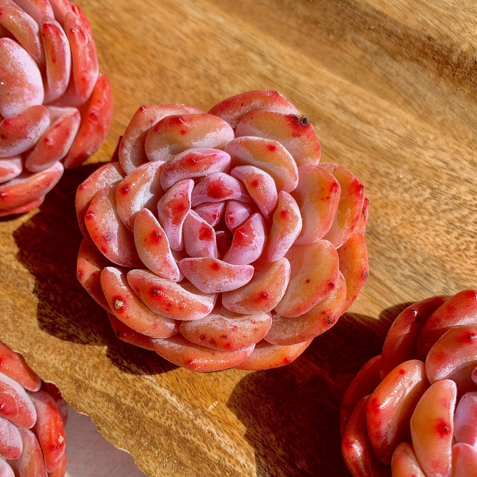 Echeveria Orange MonroeRare Succulent Plant, Bare Root Easy Care Live