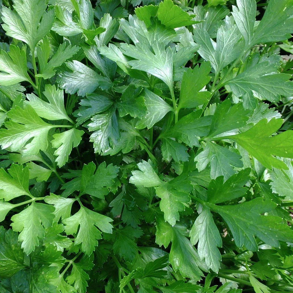 100+ Italian Giant Parsley Seeds, Organic, Heirloom, FREE SHIPPING