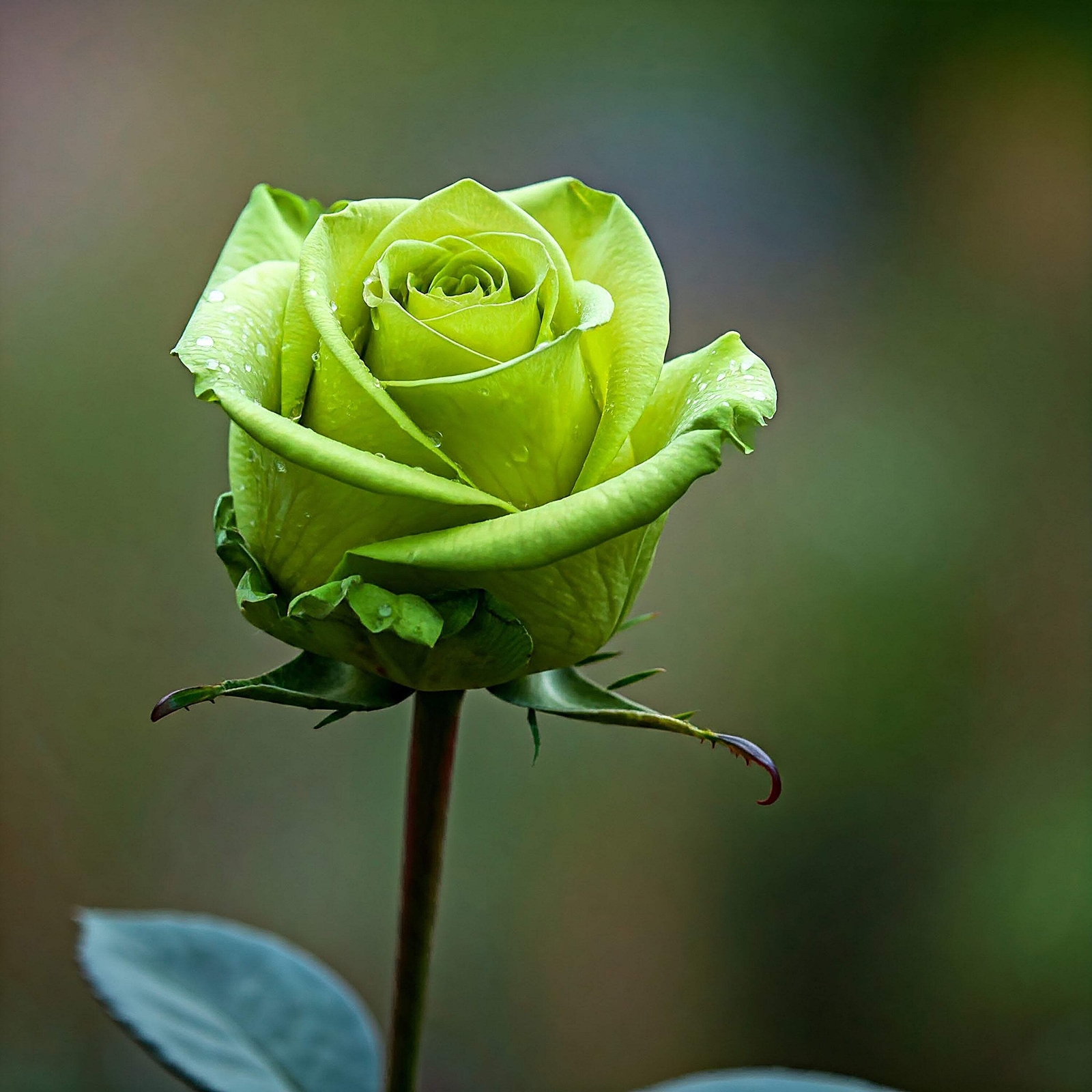 5 GREEN ROSE Rosa Bush Shrub Perennial Flower Seeds *Flat S/H