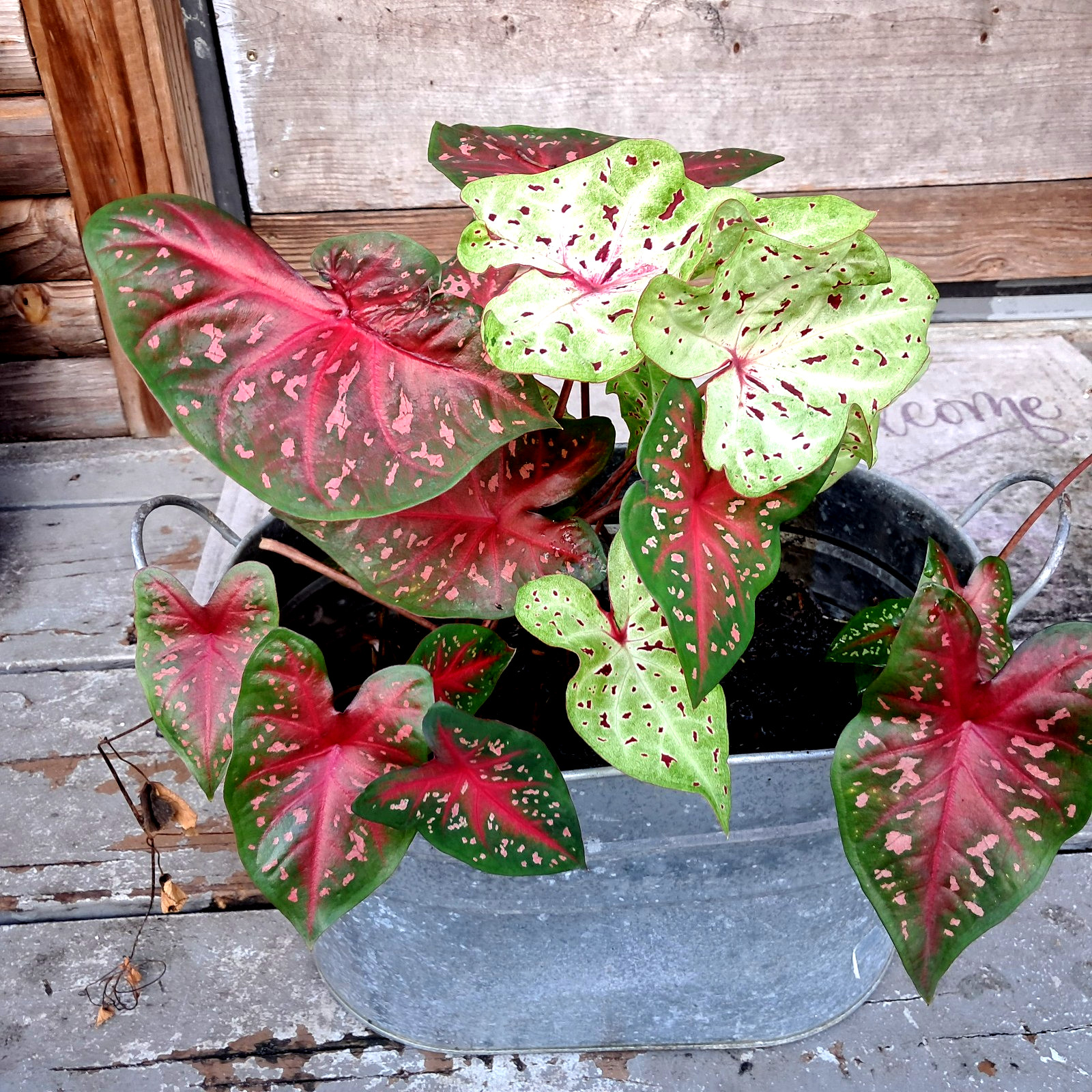Caladium Bulbs for Planting , Mix 4 Bulbs Multi Colors from Florida