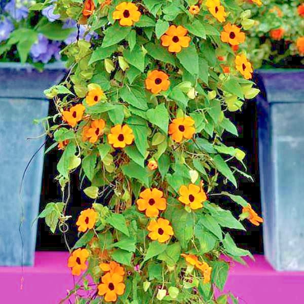 50+BLACK EYED SUSAN VINE Flower Seeds Flowering Vine Garden Patio Container Easy