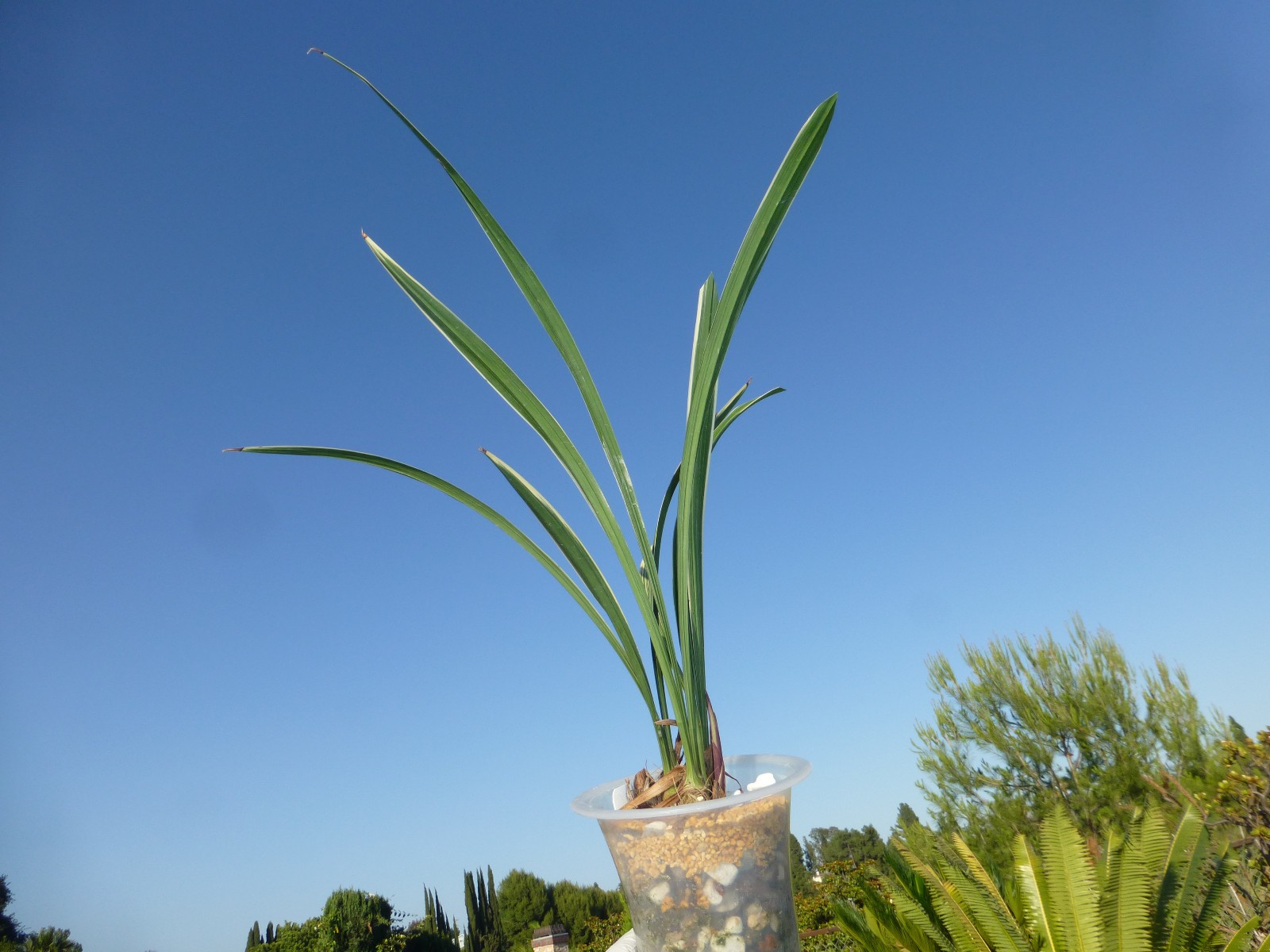 Cymbidium ensifolium “Golden Rainbow” 建兰 ‘黄金彩虹’ Highly Fragrant In Pot