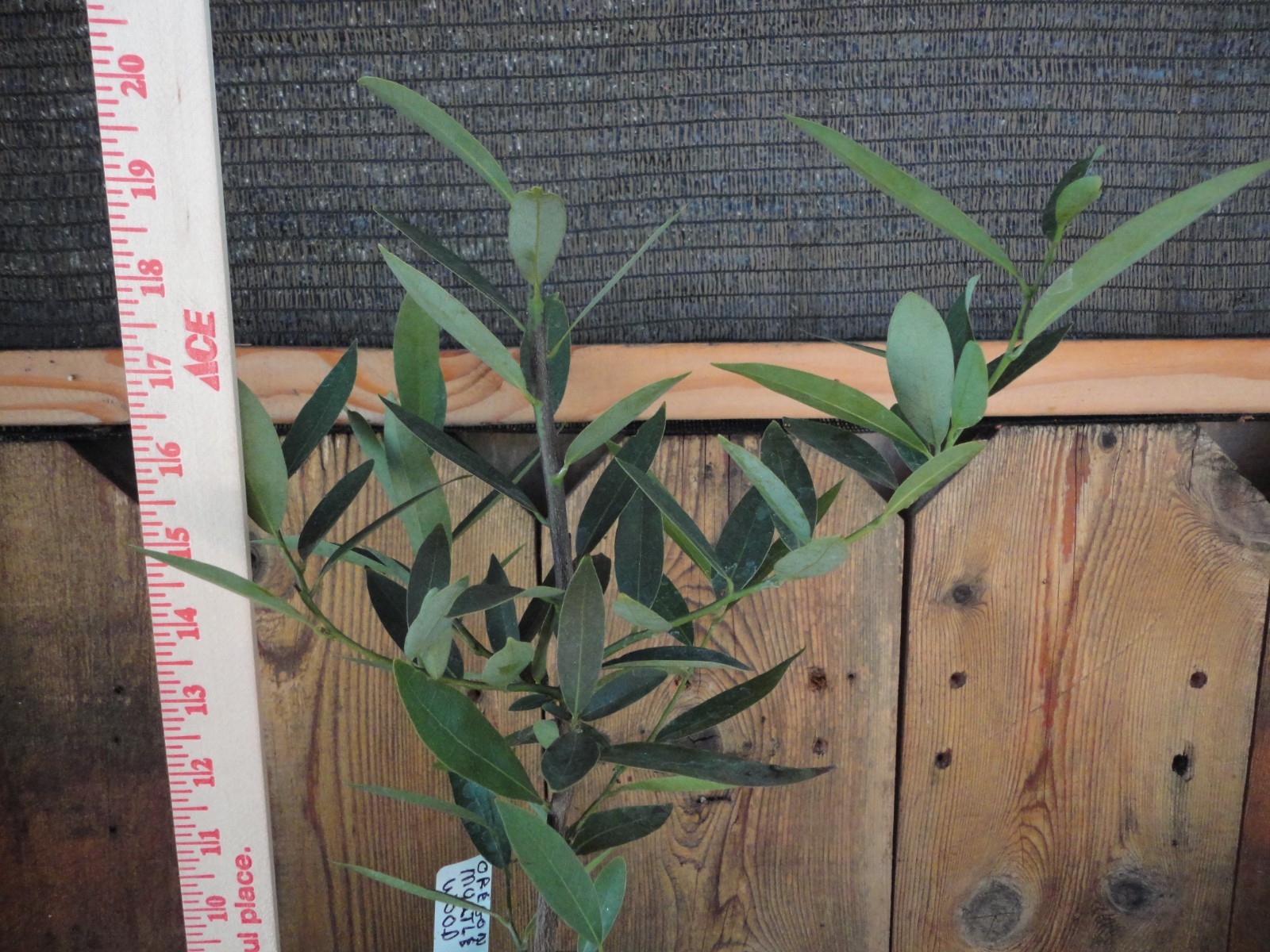 Oregon Myrtlewood Tree Pre-Bonsai Live Evergreen 3 Year Old Grower’s Choice
