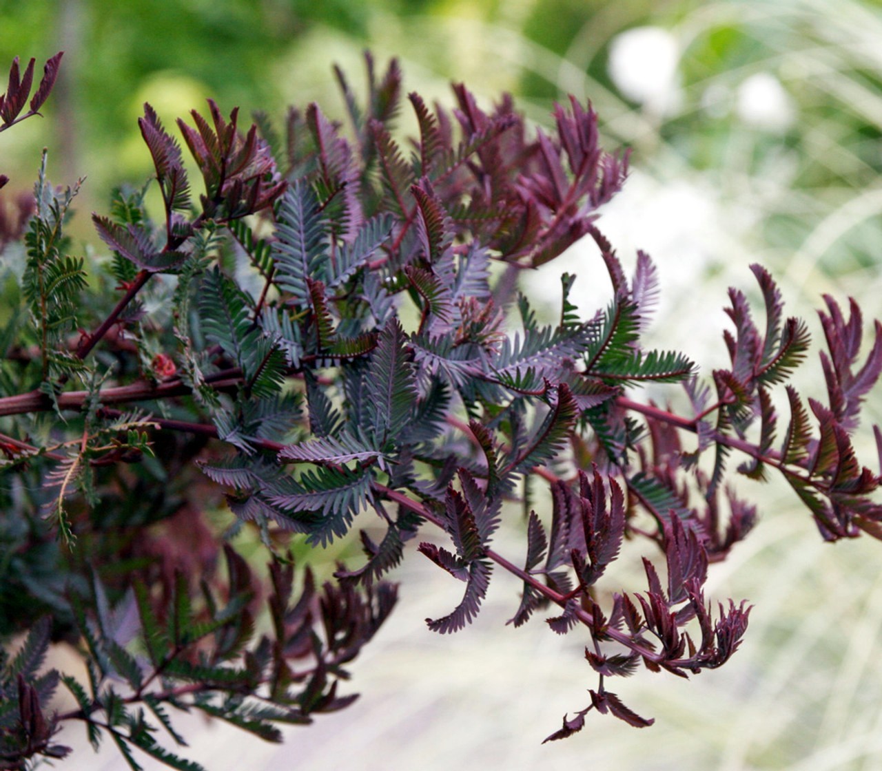 Chocolate Mimosa Tree Seeds (Acacia Baileyana v. Purpurea) Fern Leaf Flower