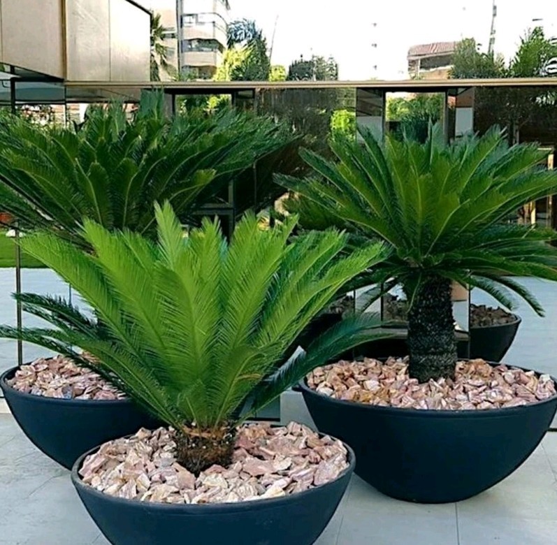 (10) King Sago Palm Seeds (Cycas Revoluta) Rare Tropical – Harvested in May 2026