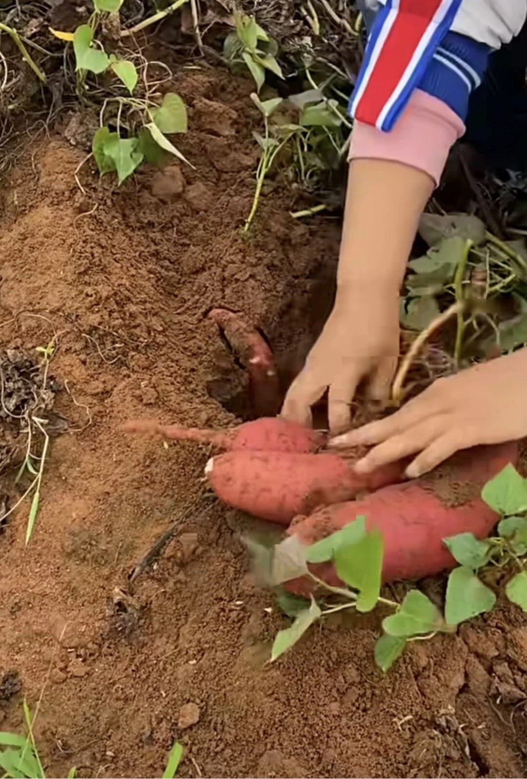 10 Red Japanese Sweet Potato Slips – Cuttings – organically grown