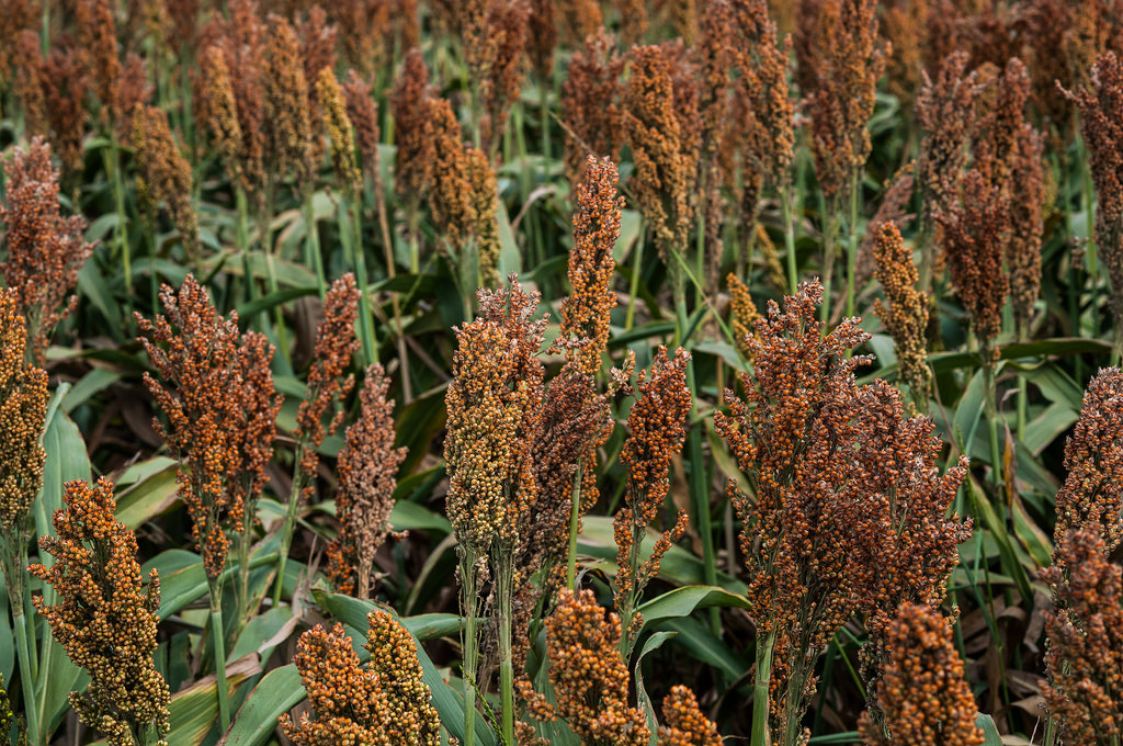 100 WILD GAME FOOD PLOT SORGHUM aka MILO Deer & Game Bird Bicolor Seeds *CombS/H