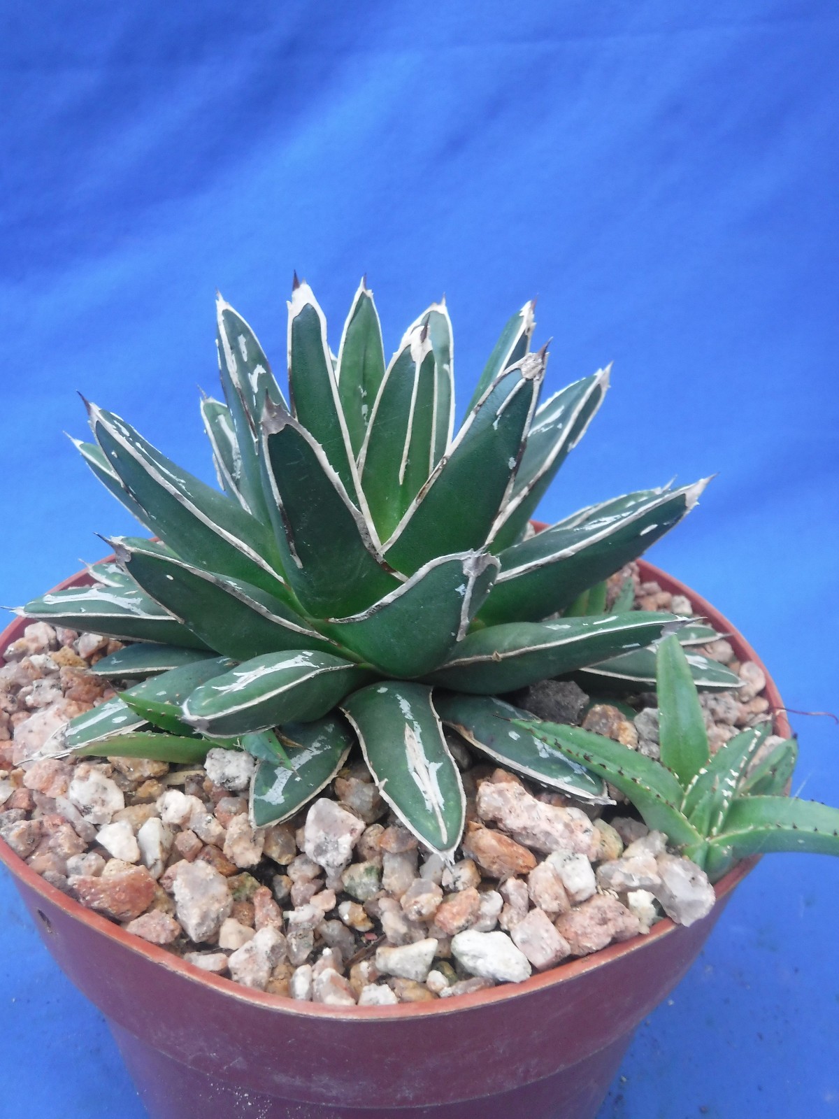 Agave victoria-reginae compacta Queen Victoria Agave 5″ Wide + 4 PUPS! I5