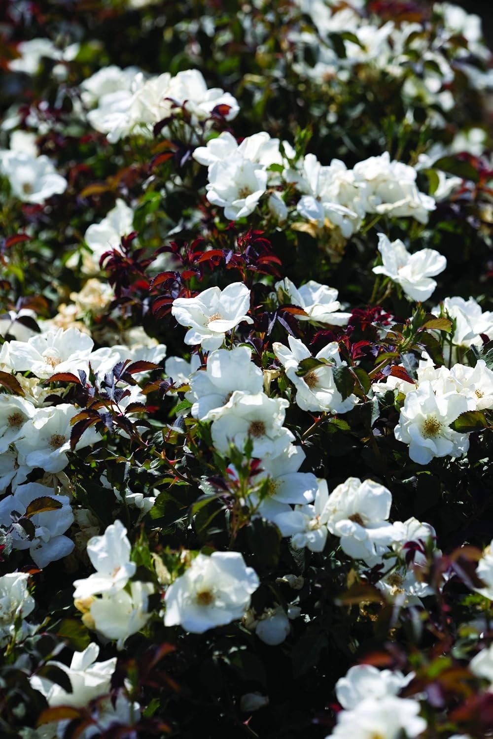 Green Promise Farms Rosa Knock Out` (Reblooming) Rose, 2 Size Container, white f