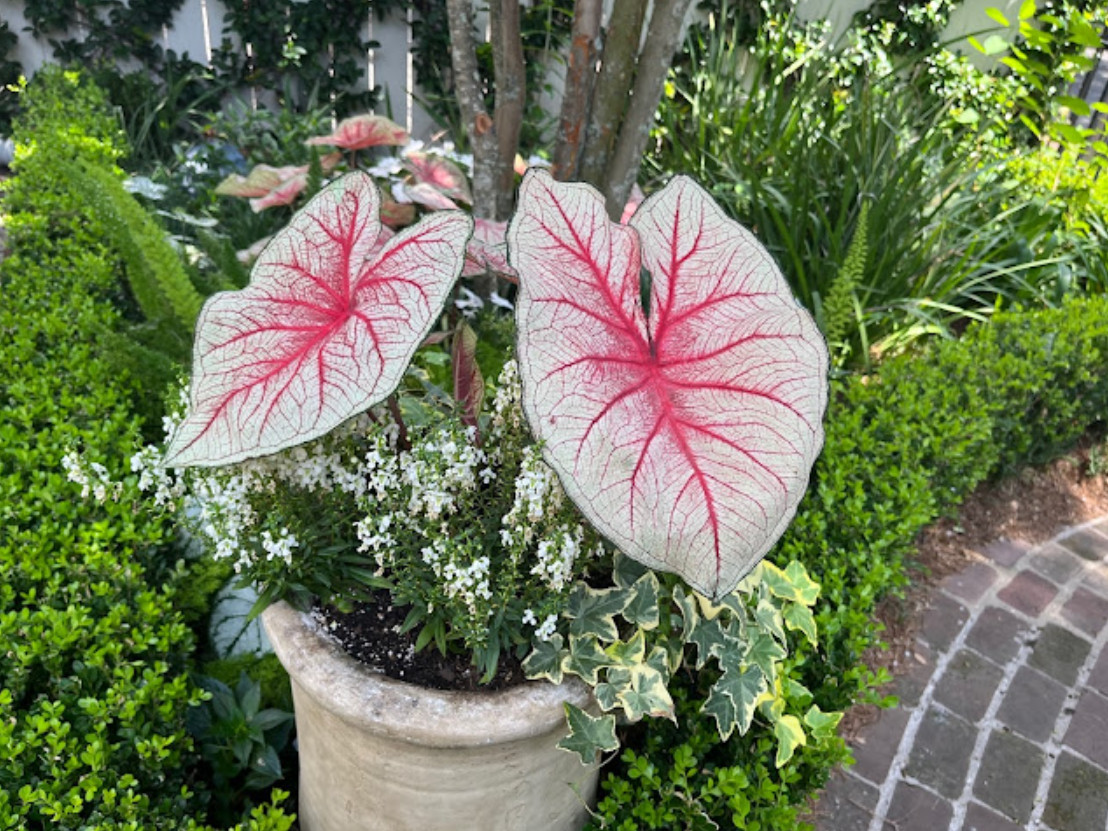 Caladium ‘Southern Charm’ – Size #2 Bulbs (4 Bulbs, 1-1.5″) – For Sun or Shade