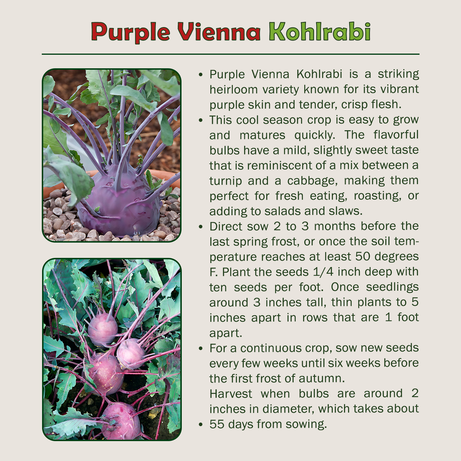 1000 Purple Vienna Kohlrabi Seeds, Brassica oleracea, Non-GMO, Genuine USA