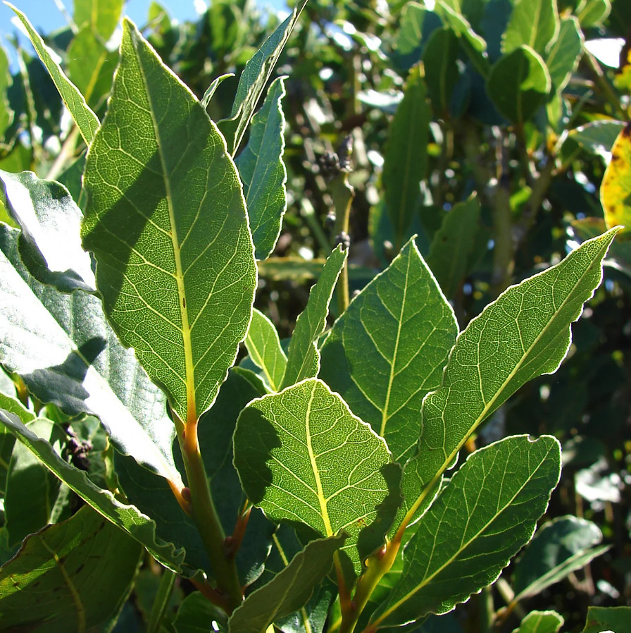 Bay Leaf Tree – Laurus Nobilis – Live Plant in 3″ Pot – 8-10″ Tall