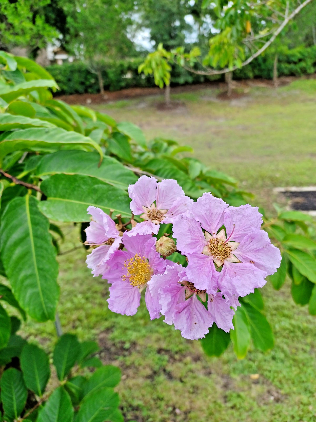 50+ Queens Crape Myrtle Seeds, Lagerstroemia speciosa (Gathered 2025)