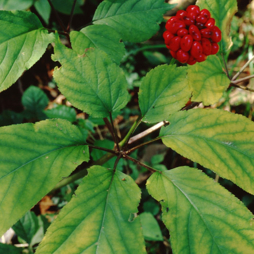 500 Stratified American Ginseng Seed Grow your own Wild Ginseng Seed