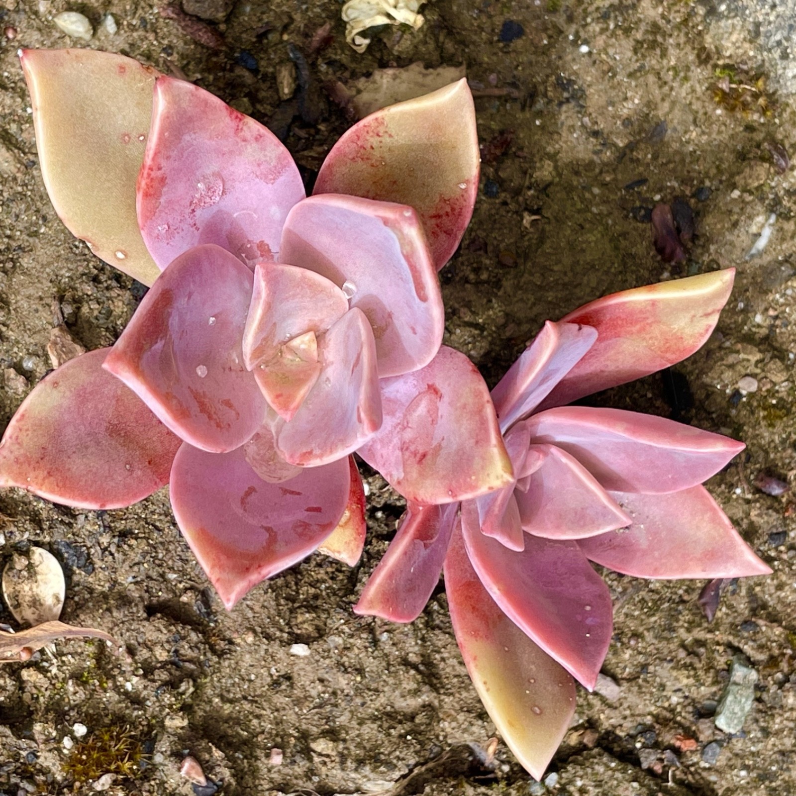 Graptoveria Dusty Rare Succulent Fully Rooted 1-Head Plant Easy Care 1-2 Inch