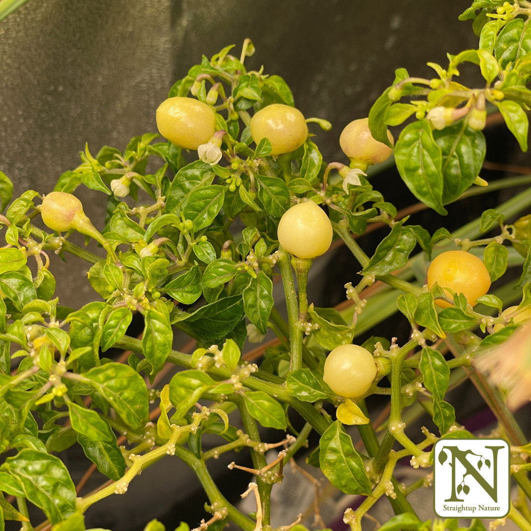 Fresh Hot Peach Charapita Pepper Seeds | Heirloom Non-GMO | 10 Vegetable Seeds