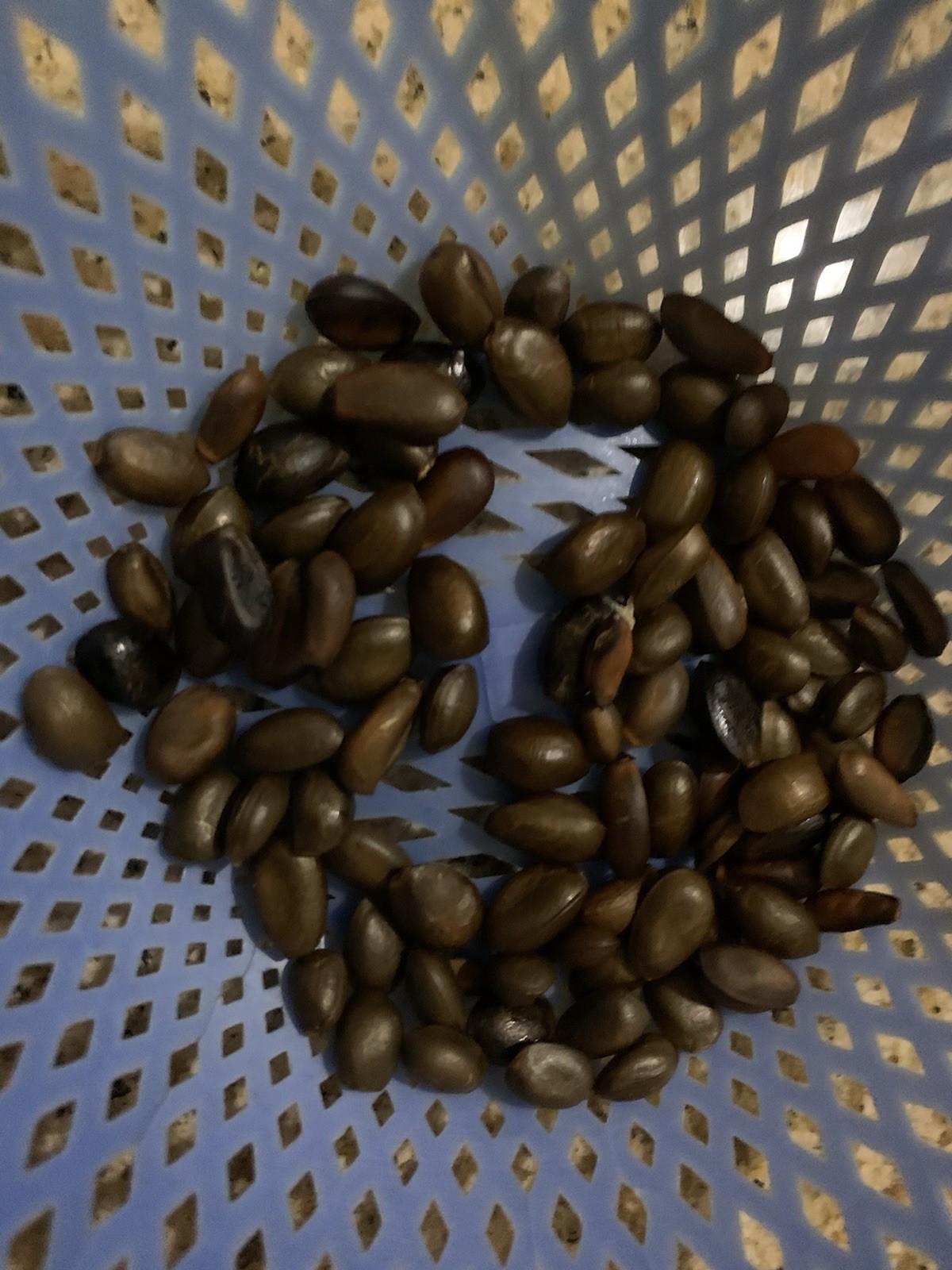 Atemoya sugar apple Fresh seeds 2025