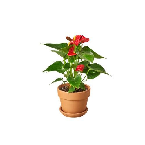 Anthurium Red • Flamingo Flower • Glossy Red Spathes • 6″ Pot