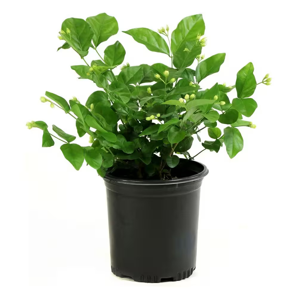 1 gal. Jasmine Sambac Arabian Plant NEW