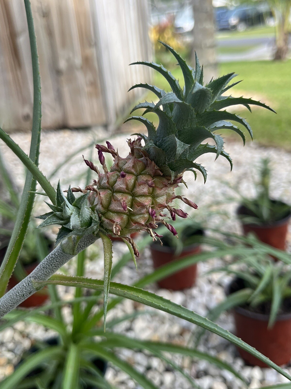 Ananus Nanus Mini Dwarf Pineapple Bromeliad-Mature Plant