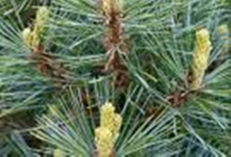 Smokey Mountain Grown(3)WHITE PINE TREES 20″- 24inch STARTER SEEDLINGS Ref#REG.