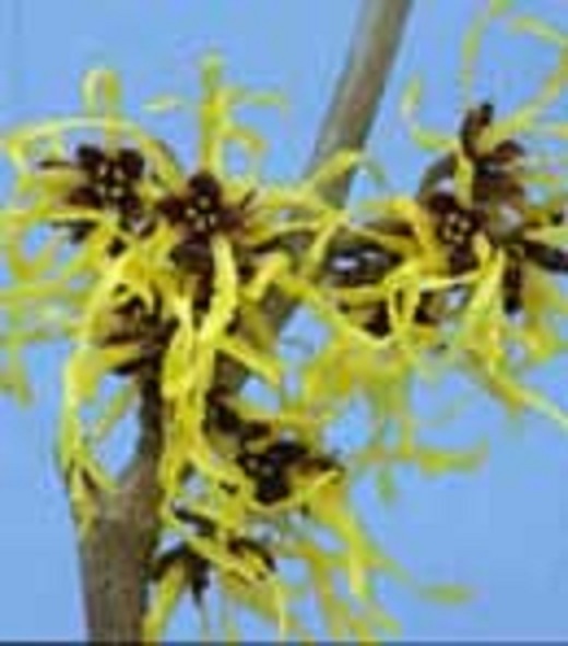 10 LIMELIGHT WITCH HAZEL SEEDS – Hamamelis × intermedia ” limelight “