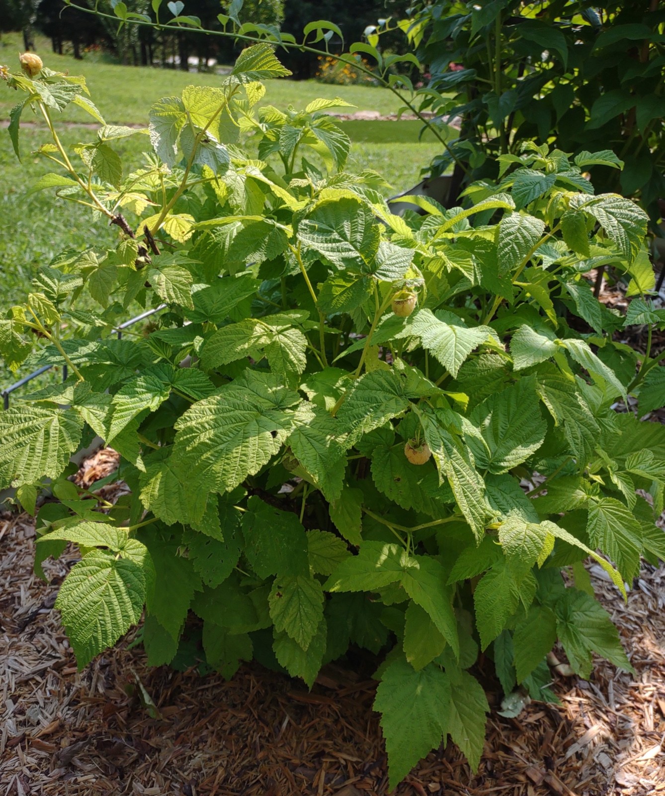 3 Fall Gold Raspberry Plant – Rubus idaeus – Starter Plug