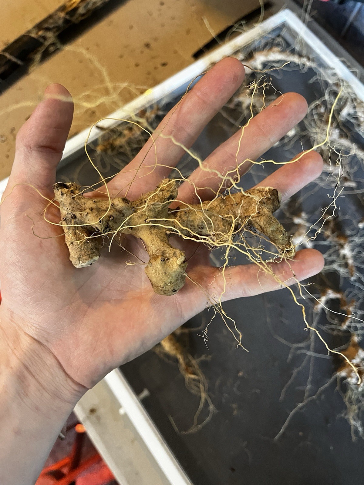 10 Wild Yam Root Bare Live Roots (Dioscorea villosa) Native Wildflower