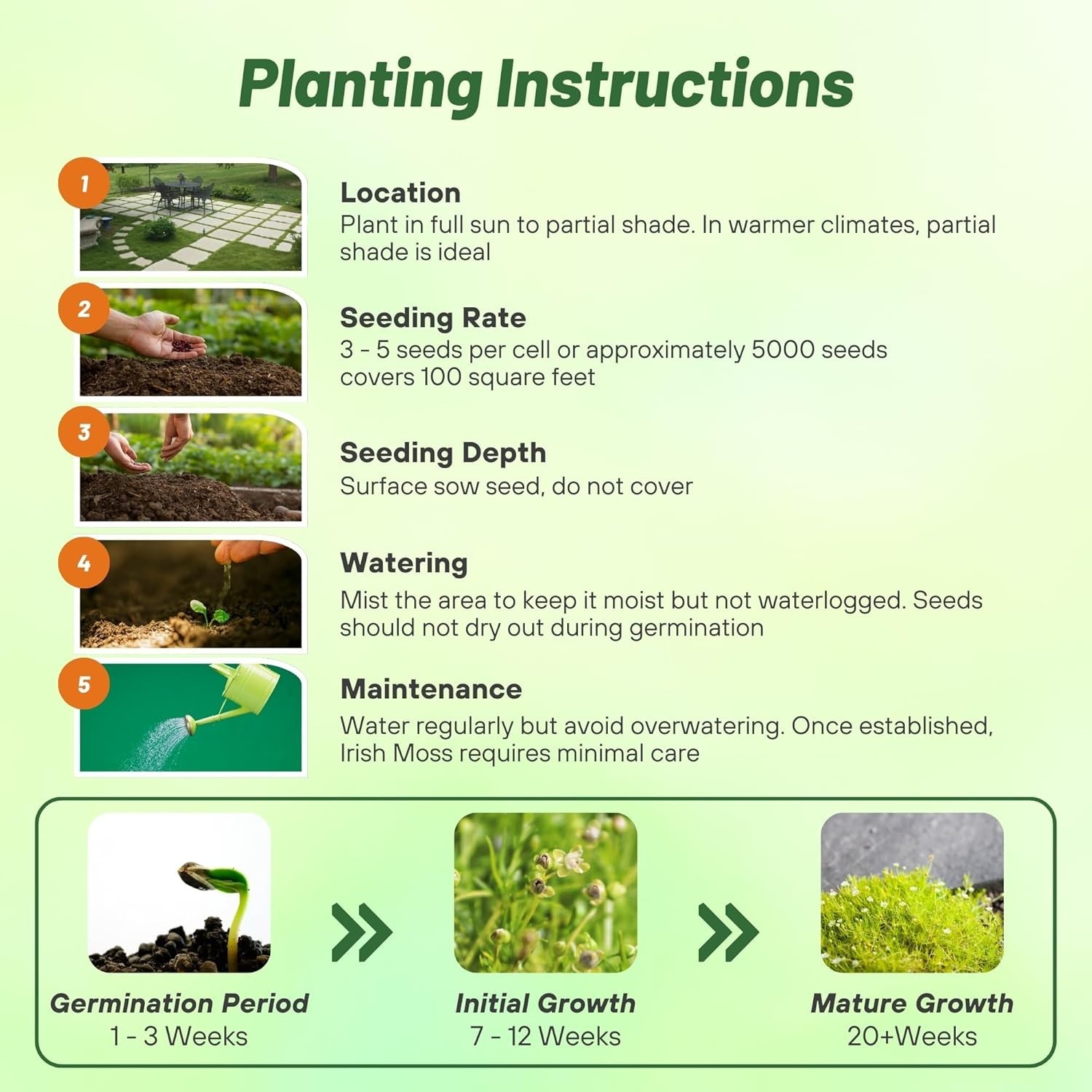 Irish Moss Ground Cover Seeds – 10000 Pcs Perennial Low Growing, Mat-Forming …
