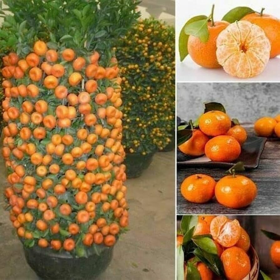 Dwarf Orange Seed for Planting – 10 Seeds of Hardy Orange Dwarf – Grow Fruit