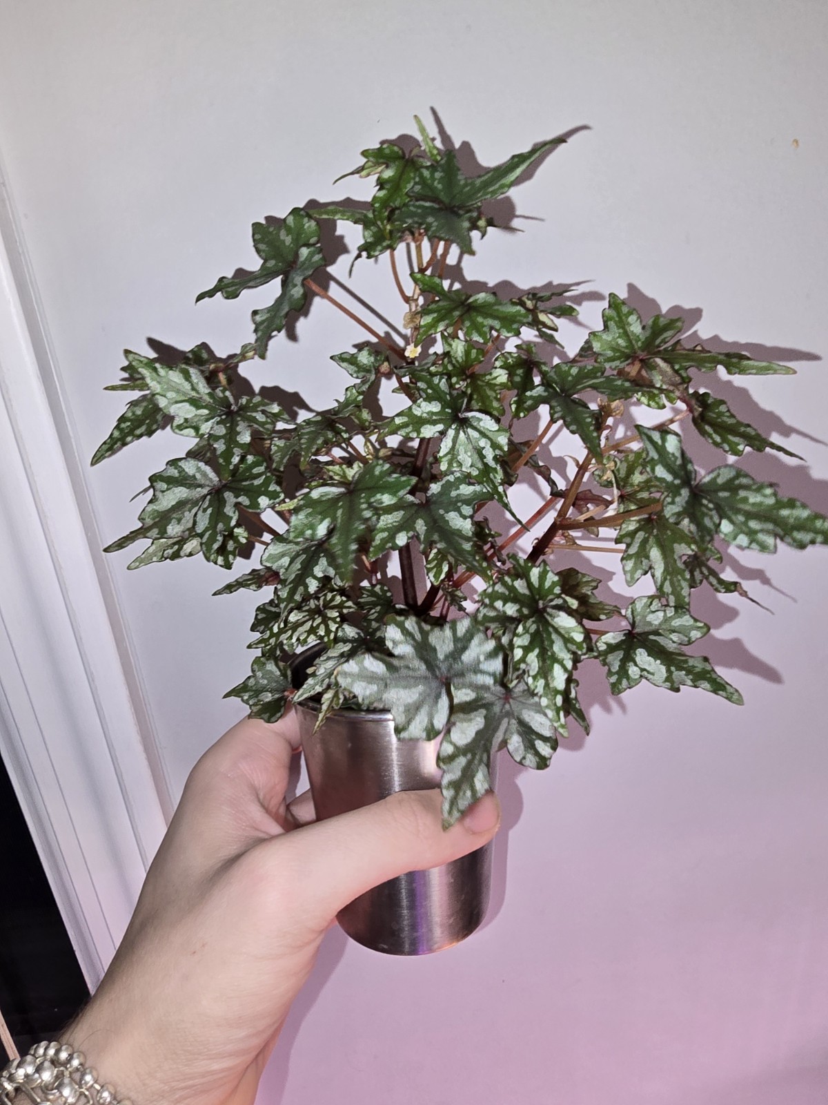Begonia Dregei Glasgow Live Plant Exact Plant Seed Grown