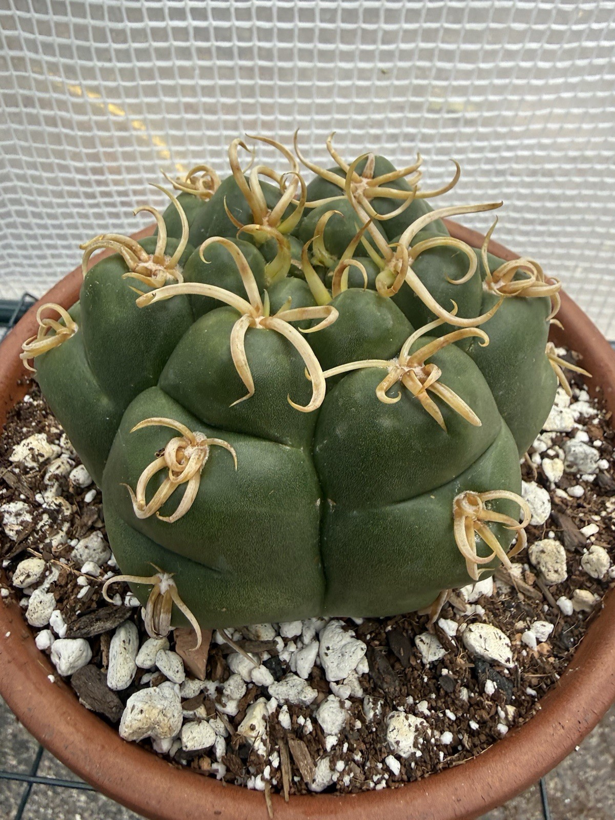 Gymnocalycium denudatum V. Braziliansis / Reaching 5 Inch Wide Now!